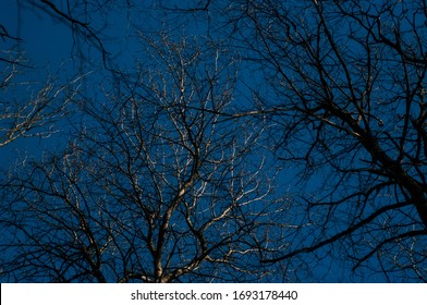 branches of a bare tree in winter against a bright blue sky, Moscow - Powered by Shutterstock