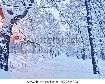 Branches of bare trees covered with thick snow in a snowy winter forest