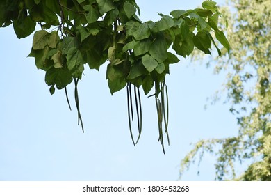 Branches with bean pods and green leaves of a Catalpa speciosa or northern catalpa tree.