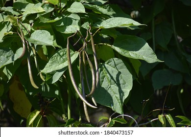 Branches with bean pods and green leaves of a Catalpa speciosa or northern catalpa tree.
