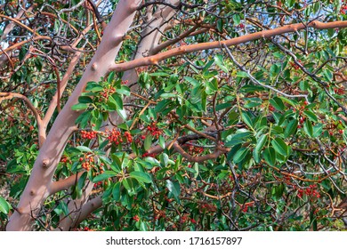 Branches And Berries Of A Madrone Tree