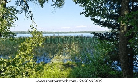 Branches of birch and spruce trees growing on the grassy shore of the lake lean over the water. A forest stands on the far side of the lake, and reeds grow in the water. Sunny summer weather