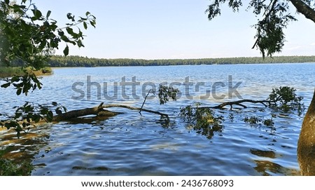 Branches of birch trees growing on the shore of the lake lean over the water. A forest stands on the far shore. Reeds grow in the water and a fallen tree lies in the water. Sunny summer weather