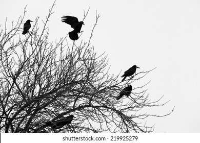 branches with birds 