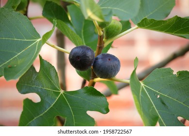 Branches With Black Edible Fig Fruits (Ficus Carica)
