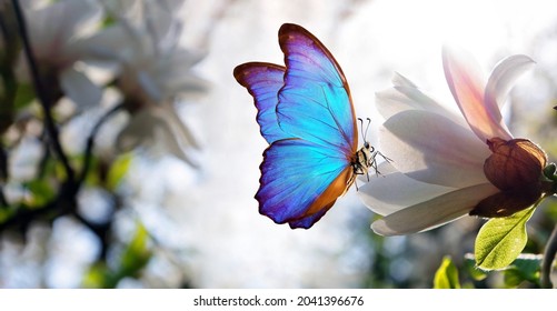 branches of blooming white magnolia and blue tropical morpho butterfly 