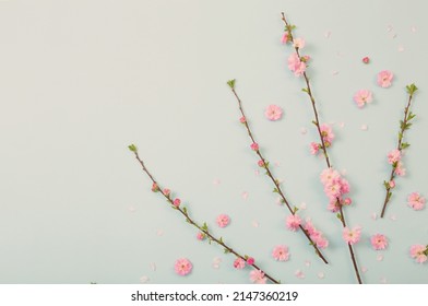 branches of blossoming almonds on green background