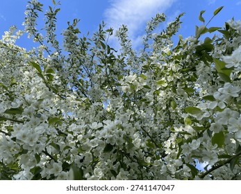 Branches of a blossoming apple or cherry tree with white flowers against the background of a blue spring sky