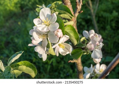 Branches of a blossoming apple tree. Blossom apple flowers, close-up. Background with white apple flowers for publication, design, poster, calendar, wallpaper, card, banner, cover, website