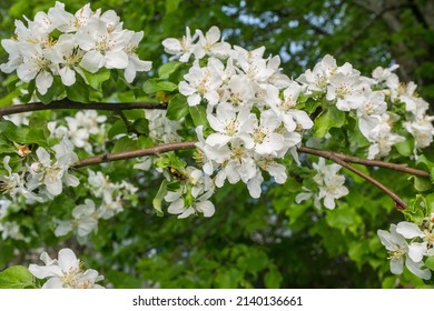 Branches of a blossoming apple tree. Blossom apple-tree flowers close-up. White apple flowers for publication, design, poster, calendar, post, screensaver, wallpaper, postcard, banner, cover, website