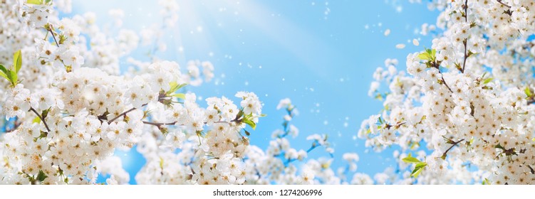 Ветви цветущего макроса вишни с мягким фокусом на нежном светло-голубом фоне неба в солнечном свете с копировальным пространством. Красивое цветочное изображение весенней природы панорамный вид.
