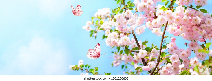 Branches blossoming cherry on background blue sky, fluttering butterflies in spring on nature outdoors. Pink sakura flowers, amazing colorful dreamy romantic artistic image spring nature, copy space - Powered by Shutterstock