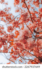 Branches of blossoming cherry on gentle light blue sky background in sunlight. Beautiful floral image of spring nature. - Shutterstock ID 2267937649