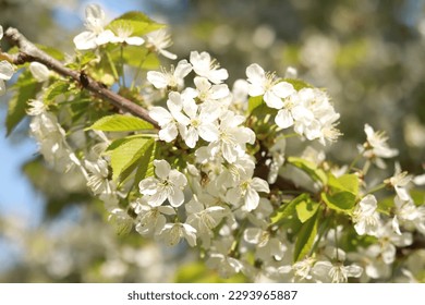 Branches of blossoming white cherries close-up. Blooming spring tree against the blue sky, natural background. Photo for a banner with a spring background of a blossoming fruit tree - Shutterstock ID 2293965887