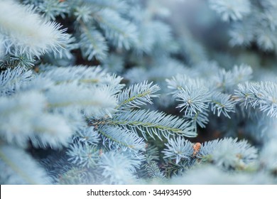 Branches Of Blue Spruce