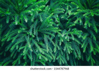 The branches of the blue spruce close-up. Rustic Christmas texture. Fir branches on the dark background. Christmas wallpaper concept. Copy space. - Shutterstock ID 1544787968