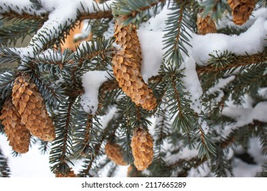 Branches of a blue spruce close-up in winter. White snow on gray-green needles and pieces of ice on brown cones. A beautiful coniferous tree. Picturesque colorful nature.