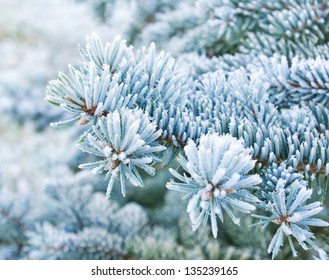 Branches of blue spruce is covered with frost
