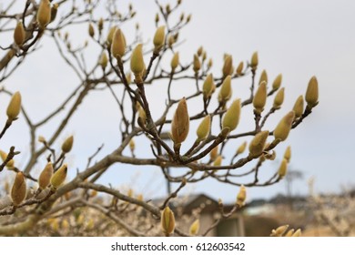 Branches With  Buds Of A Lilytree