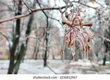 Branches of bush covered with ice after rain in frost in winter close-up. Frozen plants. After icy rain. Freezing rain. frozen raindrops, cold, ice, icy, frosty. Natural phenomenon. Natural background - Powered by Shutterstock