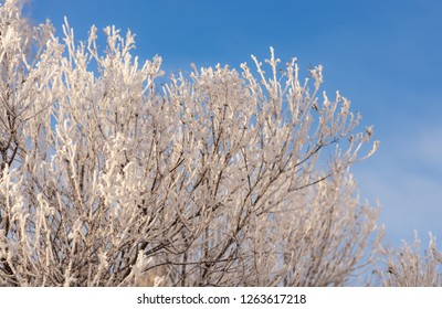 branches of bushes with snow on a cold winter day