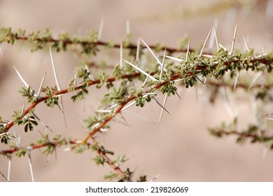 Branches Of Camel Thorn In Nature