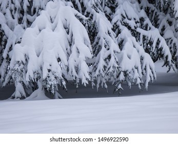 Branches of Cedar tree covered with snow in park in Belgrade, Serbia