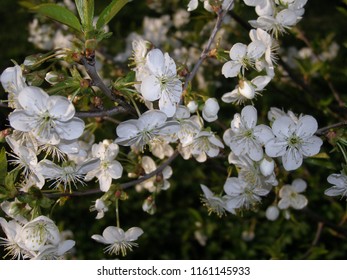 branches of cherry blossoms