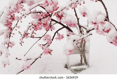 Winter Cherry Tree Images Stock Photos Vectors Shutterstock