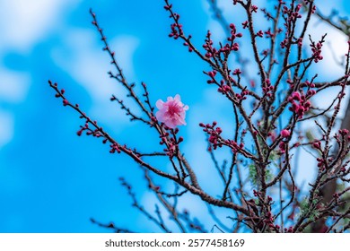 Branches of cherry tree with many pink buds and one isolated Cherry blossom in bloom against blue sky