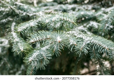 Branches of a Christmas tree closeup  with snow in winter