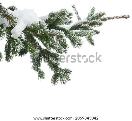Branches of christmas tree covered of hoarfrost and snow on white background with space for text