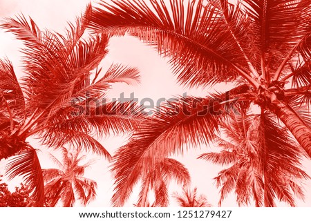 Branches of coconut palms under blue sky toned in living coral color. Pantone color of the year 2019 demonstration.