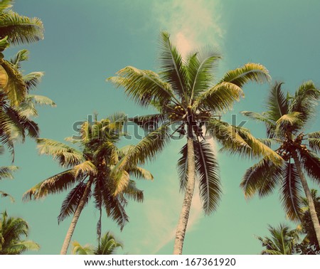 branches of coconut palms under blue sky - vintage retro style