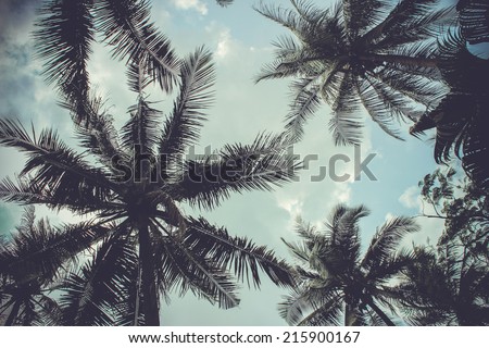 branches of coconut palms under blue sky