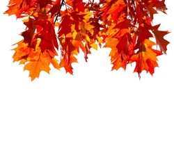  Branches With Colorful  Autumn Leaves  Isolated On White Background.  Northern Red Oak . Selective Focus.