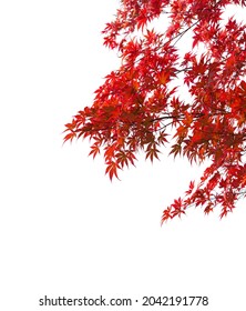 Branches with  colorful autumn leaves  isolated on white background.  Selective focus. Acer palmatum (Japanese maple)  - Shutterstock ID 2042191778