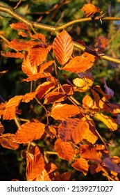 branches of Common Beech (Fagus sylvatica) in the Autumn early morning sun