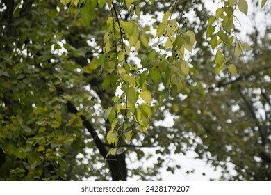 Branches of a common hackberry tree in a park