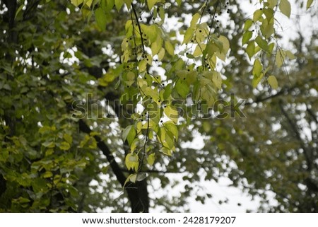 Branches of a common hackberry tree in a park