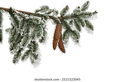 Branches with cones of christmas tree ( spruce ) covered of hoarfrost and snow in winter on a white background with space for text