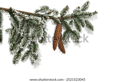 Branches with cones of christmas tree ( spruce ) covered of hoarfrost and snow in winter on a white background with space for text