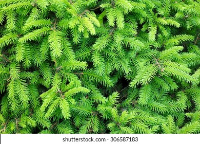 Branches of conifer background