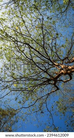 Similar – Image, Stock Photo cherry harvest Branch Tree