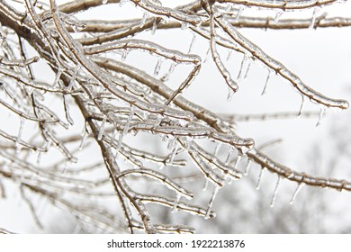 Branches covered in ice after a winter ice storm
