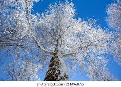 Branches covered with snow against the blue sky. Sabaduri forest. Winter landscape - Powered by Shutterstock