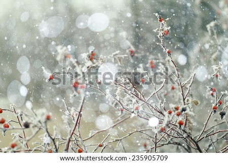 Similar – ice fog Plant Bushes