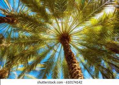 Branches of date palms under blue sky.