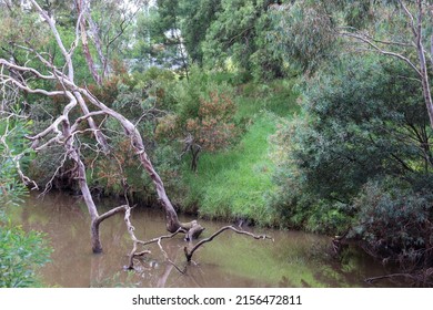 Branches Of Dead Tree In Werribee River