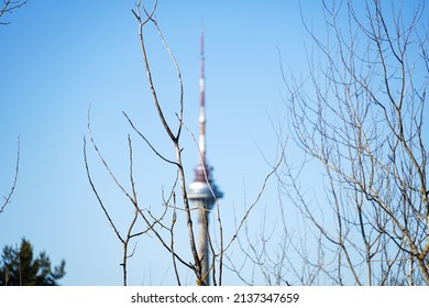 Branches of a dry tree against the backdrop of a TV tower.